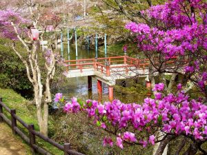 公園のツツジ