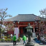津観音：連休中は桐の花が見頃でした