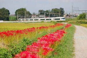 桃園の曼珠沙華