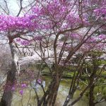 春の思い出