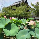 高田本山の蓮