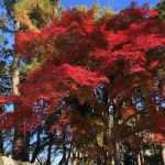 ふるさとの紅葉2021