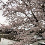 今年の花見
