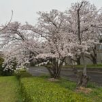 鈴鹿の春